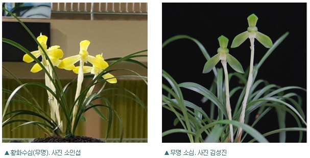 전시회서 만난 5천만 원짜리 한국춘란