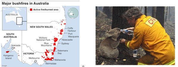 [그림출처 : DAFF & local fire services]                                 [그림출처 : 유튜브 갈무리] 